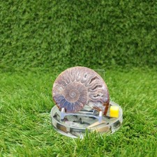 Madagascar polished ammonite