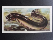 No.19 WELS of EUROPEAN CATFISH - Freshwater Fish by Brooke Bond & Co. 1960
