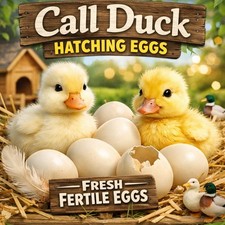 6 Call Duck Hatching Eggs