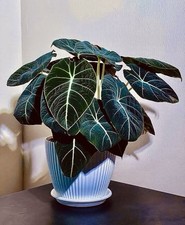 Alocasia Black Velvet 8cm Pot