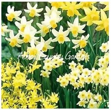 50 Mixed Dwarf Narcissus Daffodil Bulbs 5 Varieties/mixed Miniatures