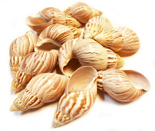 Japanese land snail shells - 12,