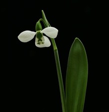 X3 Galanthus Elwesii Beluga