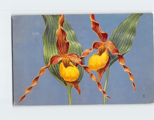 Yellow ladys slipper - ladys,