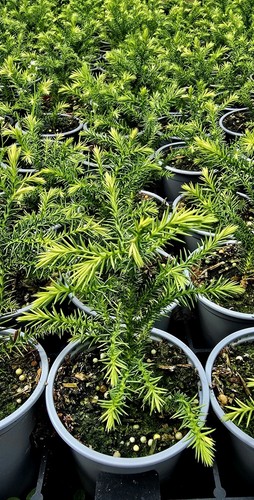 Cryptomeria japonica golden - cryptomeria,