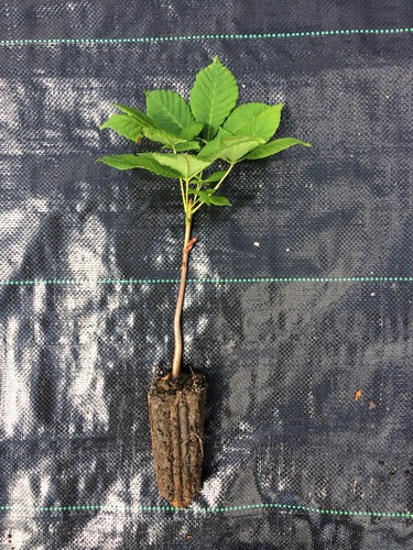 Horse chestnut aesculus - horse,