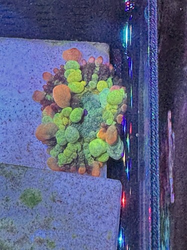 Ot7 rainbow shroom frag - shroom,