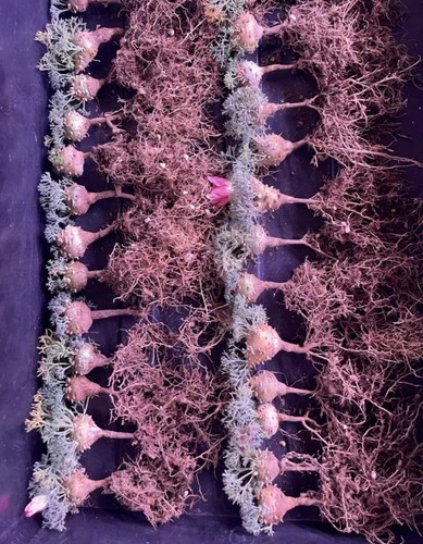 20pcs rare cacti - 5/10/20pcs,
