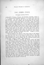 Antique Old Print Zebra Finch