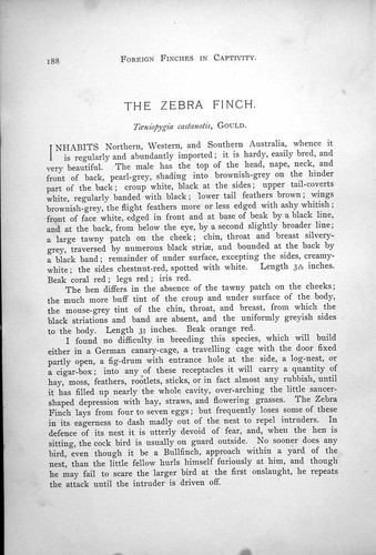 Antique old print zebra finch - antique,