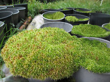 Sphagnum Moss  - Sphagnum spp. various.  Sustainably picked live Welsh moss.
