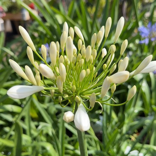 Agapanthus pitchoune white - white, 3