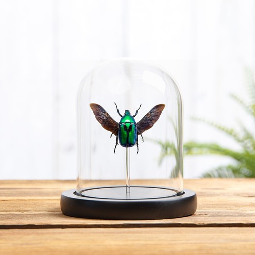 Green scarab beetle glass - in,