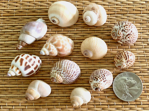 Small sea shells for your - shells,