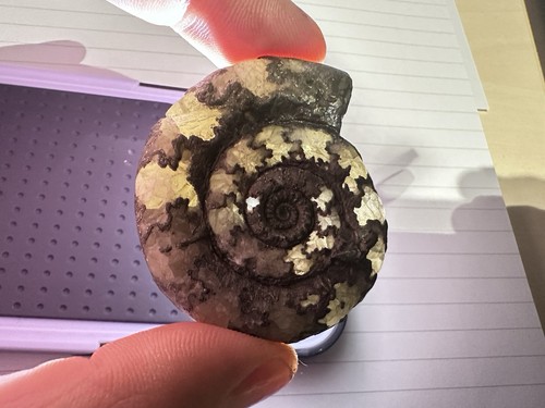 Crystal pyrite ammonite - ammonite, from