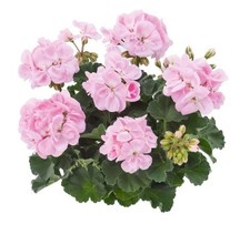 Geranium Zonal Dolce 'Light