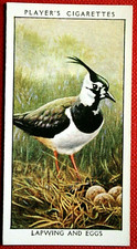 LAPWING  Nest and Eggs