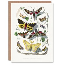 Paul Gervais Butterflies Moths