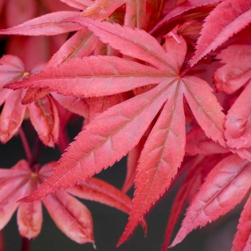 Acer palmatum skeeters - palmatum, broom