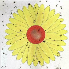 3 Fly Catcher Window Flower