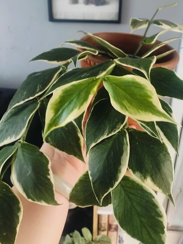 Rare hoya polyneura - 🌿,