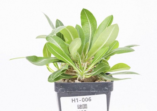 Pot 5cm live house plant - 6.5cm,