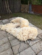 Sheep unwashed raw sheep