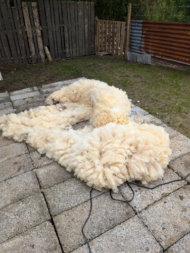 Sheep unwashed raw - ,