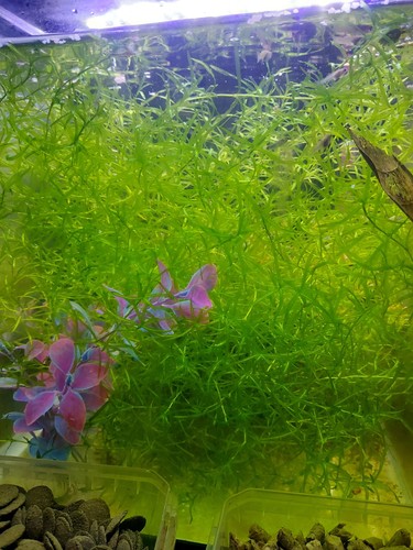 Guppy grass najas 100 - grass,