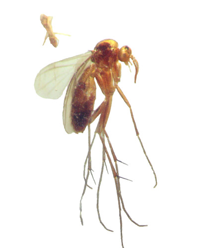 Pliocene amber kenya - amber, africa