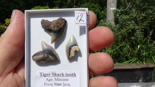 Set of tiger shark - set,