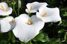 OUT OF STOCK TIL 2026 Zantedeschia aethiopica ‘Crowborough’ arum lily 2 ltr