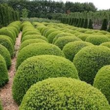 50 x Common Box seeds (buxus