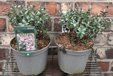 Hebe Red Edge Evergreen Hardy