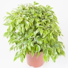 Benjamin Ficus Weeping Fig