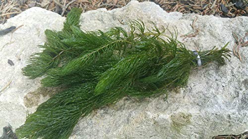 Hornwort oxygenating plant - hornwort,