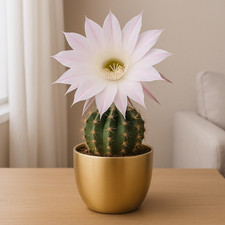 easter lily cactus - low maintenance house plant - 9cm pot