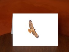 Red-tailed hawk - A5 Photography Card