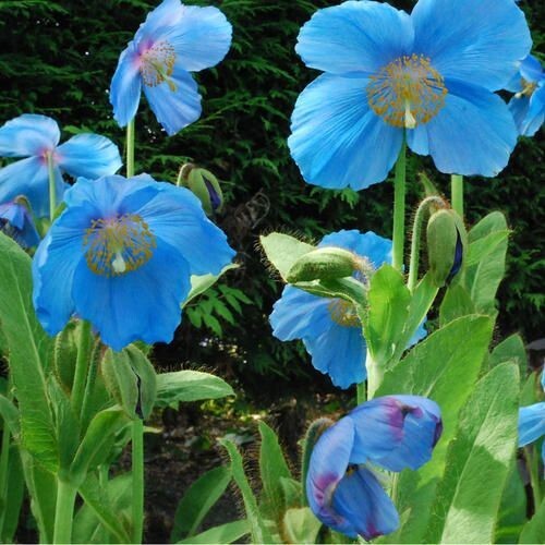 Meconopsis lingholm - x, 'lingholm'