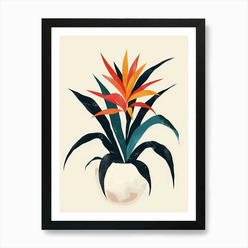 Bromeliad plant minimalist - bromeliad,
