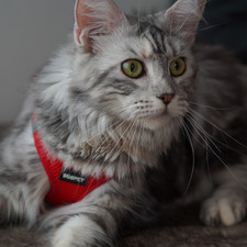 Breathable Mesh Harness Soft Puppy Vest Chest Strap Small Dog/Small Cat