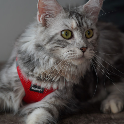 Breathable mesh harness soft - breathable,