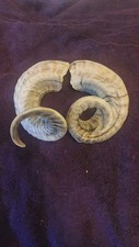 Perfect pair curly rams - curly,