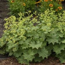 Alchemilla mollis - Lady's