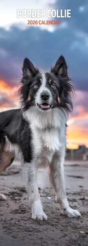 Border collie 2026 - border,