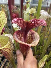 Carnivorous Plant Swap Shop!! Read Description 
