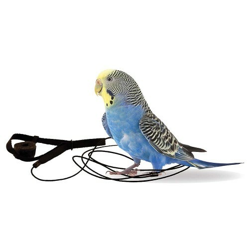 The aviator parrot - parrot, &