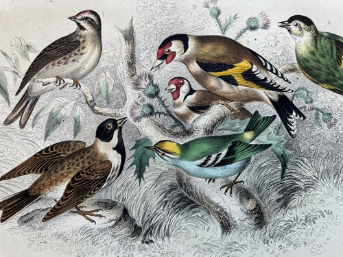 Antique hand coloured