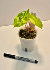 Alocasia Pink Dragon Aurea #13