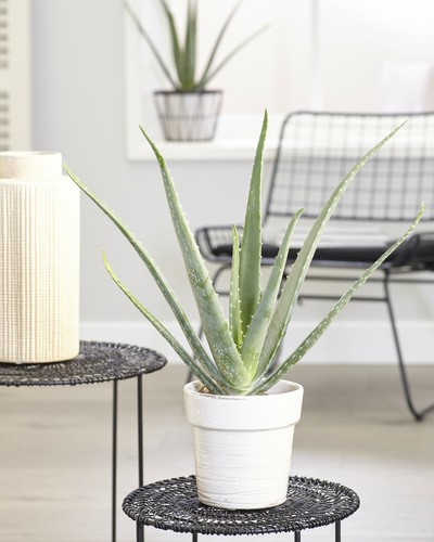 Aloe vera soothing - aloe,